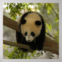 baby-giant-panda10x10