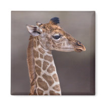 Baby Giraffe Magnet