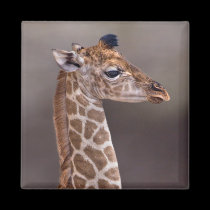 Baby Giraffe Magnet
