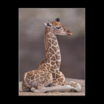 Baby Giraffe Postcard