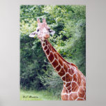 Baby Giraffe Posters