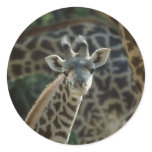 Baby Giraffe stickers