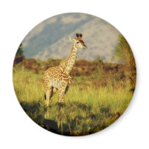 Baby giraffe wildlife magnets