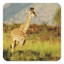 Baby giraffe wildlife stickers