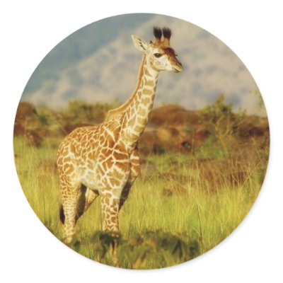 Baby giraffe wildlife stickers by Rowood