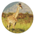 Baby giraffe wildlife stickers