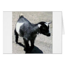 Baby Goat Cards
