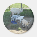 Baby Goat Family Fridge Magnet
