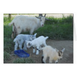 Baby Goat Family Greeting Card
