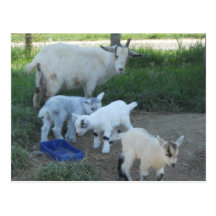 Baby Goat Family Postcards