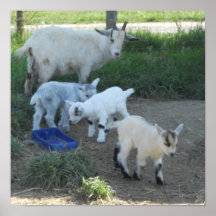 Baby Goat Family Print