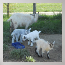 Baby Goat Family Poster