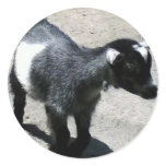 Baby Goat Round Stickers