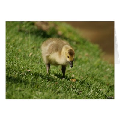 Baby Goose Looking at a Baby Mushroom Custom Cards by factorphotography
