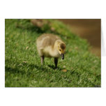 Baby Goose Looking at a Baby Mushroom Custom Cards