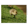 Baby Goose Looking at a Baby Mushroom Custom Cards