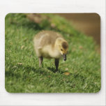 Baby Goose Looking at a Baby Mushroom Mousepad