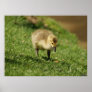 Baby Goose Looking at a Baby Mushroom Poster Print