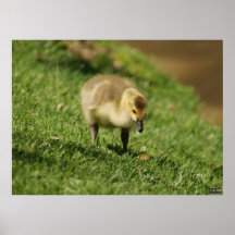 Baby Goose Looking at Baby Mushroom Photo Print
