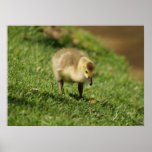 Baby Goose Looking at Baby Mushroom Photo Print