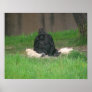 Baby Gorilla 001 20"x16" Poster