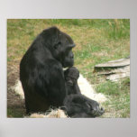 Baby Gorilla 007 20"x16" Poster