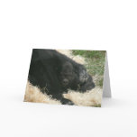Baby Gorilla 010 Greeting Card