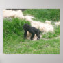Baby Gorilla 012 20"x16" Poster