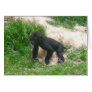 Baby Gorilla 012 Greeting Card