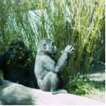 Baby Gorilla Photosculpture