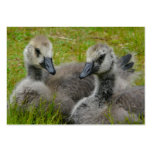 Baby Goslings - Young Canada Geese ACEO