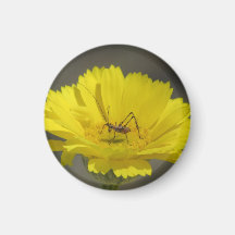 Baby Grasshopper Magnets