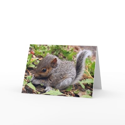 Baby Grey Cards by Tealtreasures