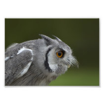 Baby Grey Owl Photographic Print