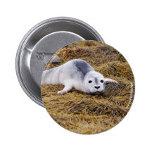 Baby Harbour Seal Button