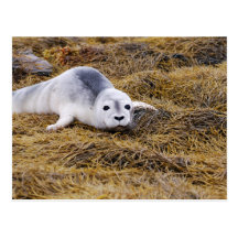 Baby Harbour Seal Postcard