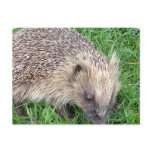 Baby Hedgehog Postcard