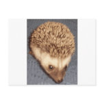 baby hedgehog postcards