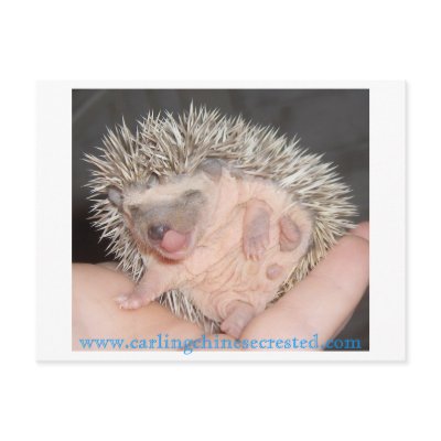 Baby hedgehog Postcard by amjon1