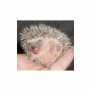 Baby Hedgehog Sculpture Cut Out