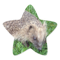Baby Hedgehog Stickers