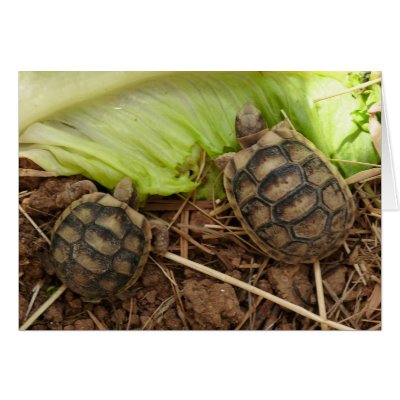 Baby Hermans Tortoises by AnimalDreams