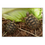 Baby Hermans Tortoises