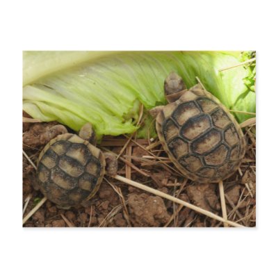 Baby Hermans Tortoises by AnimalDreams