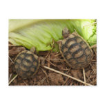 Baby Hermans Tortoises postcards