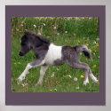 Baby Horse Poster #2 posters