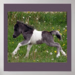 Baby Horse Poster #2 posters