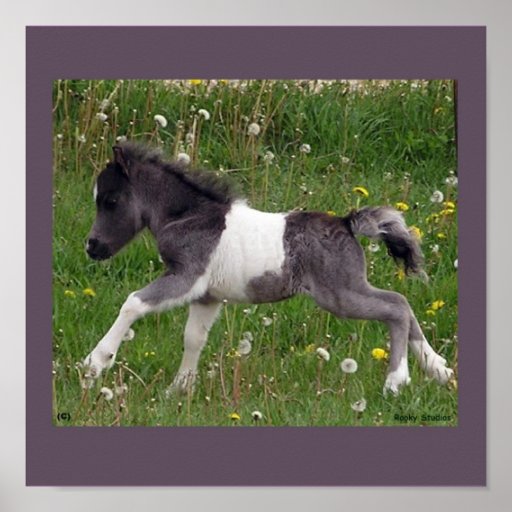 Baby Horse Poster #2