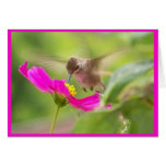 Baby Hummingbird Card