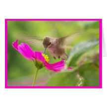Baby Hummingbird Card